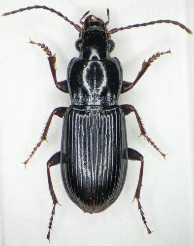Réf. 191 716 : Pterostichus oenotrius